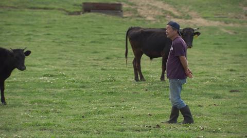 'Mr. S' with his cattle